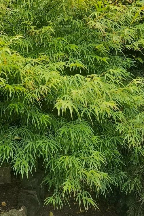 Villa Taranto Japanese Maple - 5 Gallon Pot - Image 9