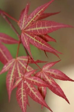 Yezo Nishiki Japanese Maple - 5 Gallon Pot (6-7')