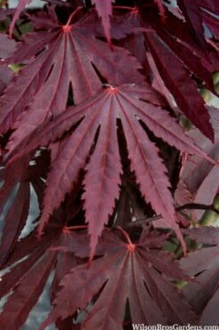 Yasemin Full Moon Japanese Maple - 5 Gallon Pot