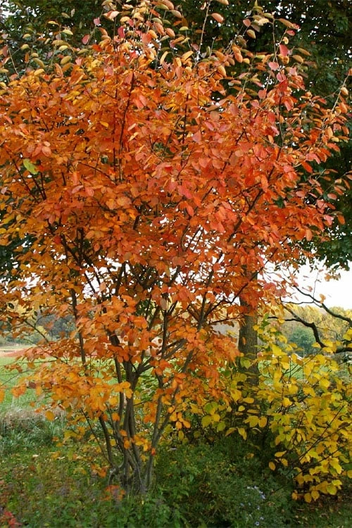 Shadblow Serviceberry Tree (Amelanchier Canadensis) - 5 Gallon Pot - Image 5