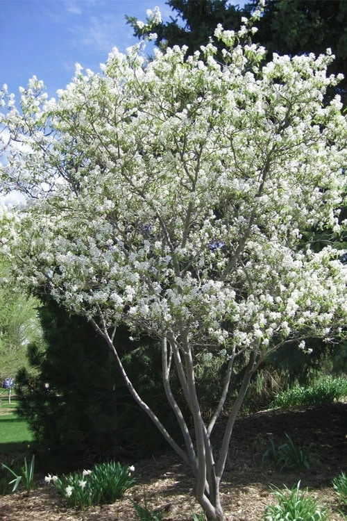 Shadblow Serviceberry Tree (Amelanchier Canadensis) - 5 Gallon Pot - Image 4