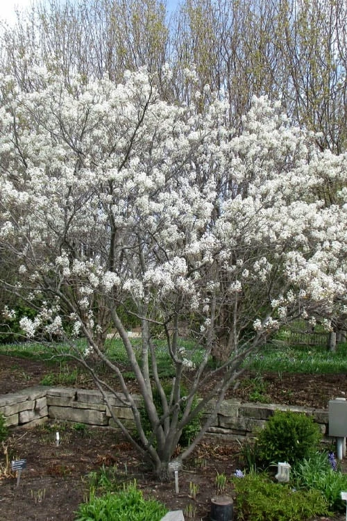 Shadblow Serviceberry Tree (Amelanchier Canadensis) - 5 Gallon Pot - Image 9