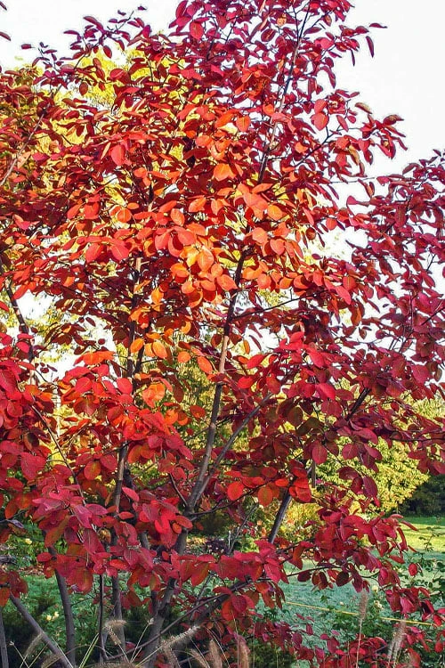 Autumn Brilliance Serviceberry Tree - 7 Gallon Pot (4-5') - Image 9