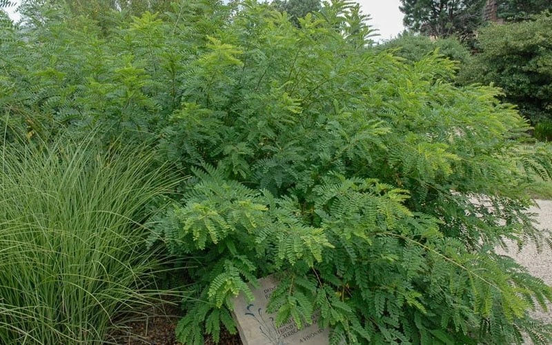 Indigo Bush (Amorpha Fruticosa) - 1 Gallon Pot - Image 5