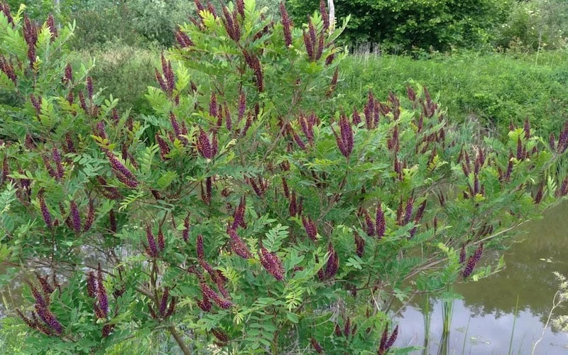 Indigo Bush (Amorpha Fruticosa) - 1 Gallon Pot - Image 9