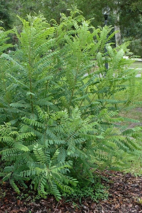 Indigo Bush (Amorpha Fruticosa) - 1 Gallon Pot - Image 7