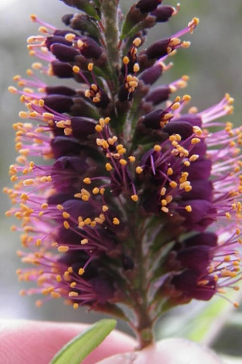 Indigo Bush (Amorpha Fruticosa) - 1 Gallon Pot - Image 8