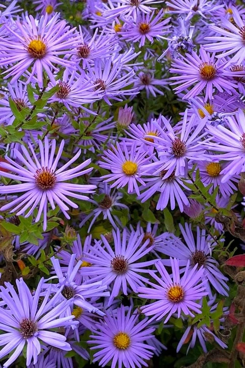 Raydon's Favorite Aromatic Aster (Aster Oblongifolius) - 1 Gallon Pot - Image 8