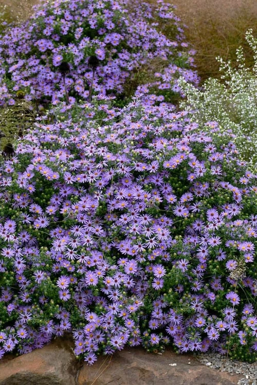 Raydon's Favorite Aromatic Aster (Aster Oblongifolius) - 1 Gallon Pot - Image 4