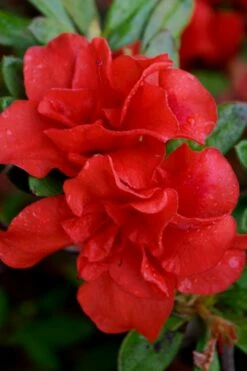 Autumn Embers Encore Azalea - 6 Pack Of 1 Gallon Pots