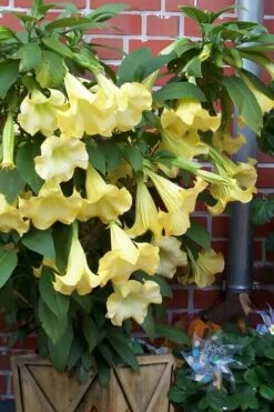Yellow Angel's Trumpet (Brugmansia) - 1 Gallon Pot