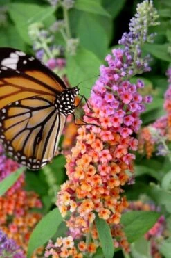 BiColor Butterfly Bush (Buddleia X Weyeriana) - 1 Gallon Pot