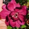 Hartlage Wine Sweetshrub (Calycanthus Raulstonii) - 7 Gallon Pot