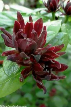 Simply Scentsational Sweetshrub (Calycanthus ) - 3 Gallon Pot