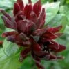 Simply Scentsational Sweetshrub (Calycanthus ) - 1 Gallon Pot