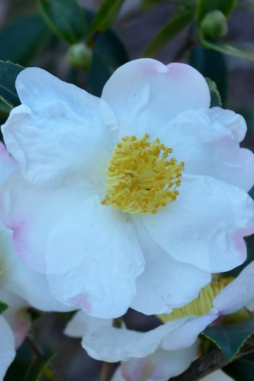 Sweet October Fragrant Camellia - 3 Gallon Pot - Image 6