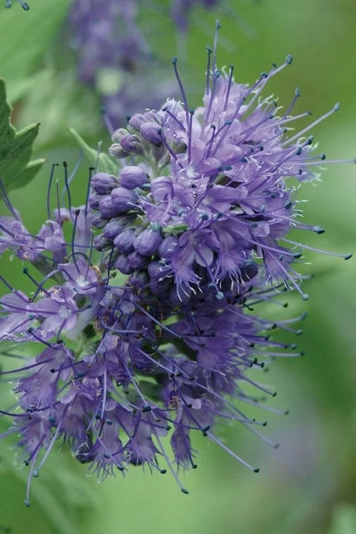 Longwood Blue Blue Mist Shrub (Caryopteris) - 3 Gallon Pot
