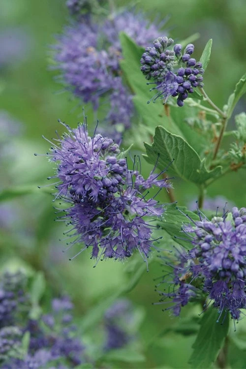Longwood Blue Blue Mist Shrub (Caryopteris) - 1 Gallon Pot - Image 5