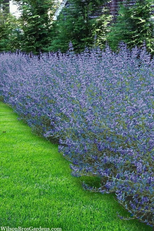 Longwood Blue Blue Mist Shrub (Caryopteris) - 3 Gallon Pot - Image 4