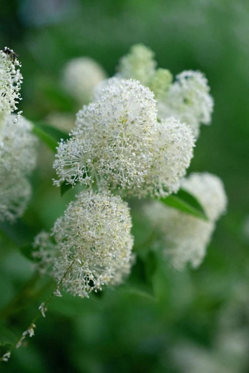New Jersey Tea Plant (Ceanothus Americanus) - 1 Gallon Pot - Image 7
