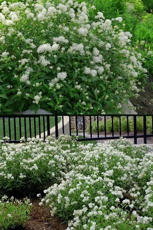 New Jersey Tea Plant (Ceanothus Americanus) - 1 Gallon Pot - Image 5