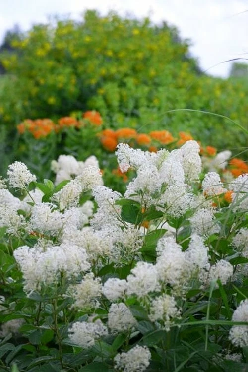 New Jersey Tea Plant (Ceanothus Americanus) - 1 Gallon Pot - Image 6