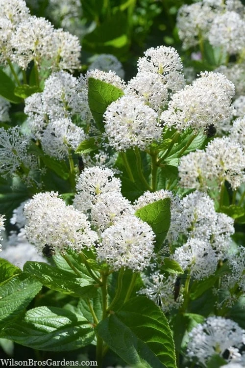 New Jersey Tea Plant (Ceanothus Americanus) - 1 Gallon Pot - Image 4