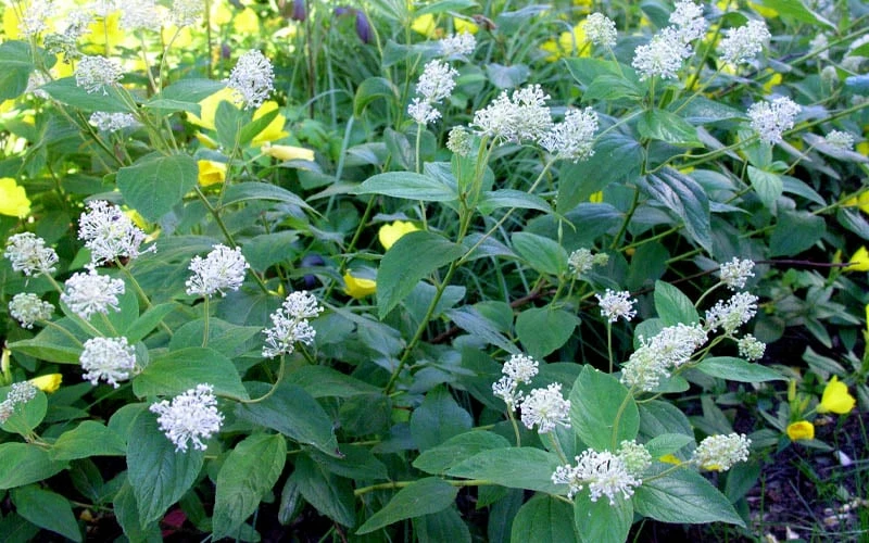 New Jersey Tea Plant (Ceanothus Americanus) - 1 Gallon Pot - Image 8