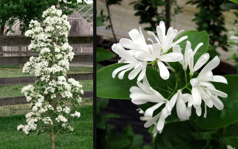 Tokyo Tower Chinese Fringe Tree (Chionanthus Retusus) - 7 Gallon Pot (4-5') - Image 5