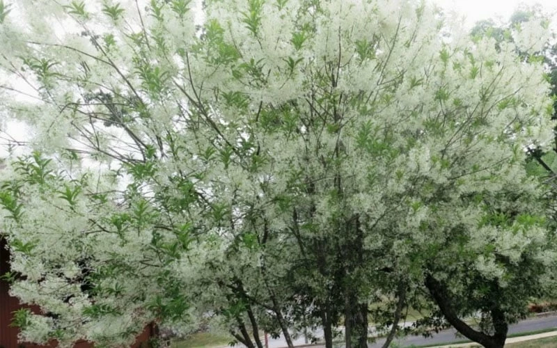 Grancy Graybeard - White Fringe Tree - 3 Gallon Pot - Image 10