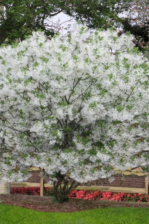 Grancy Graybeard - White Fringe Tree - 3 Gallon Pot - Image 4