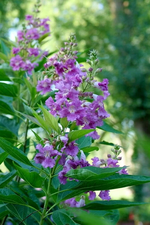 El Nino Desert Orchid (Chitalpa) - 3 Gallon Pot - Image 7