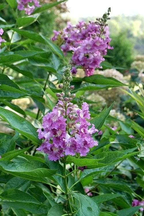 El Nino Desert Orchid (Chitalpa) - 3 Gallon Pot - Image 6