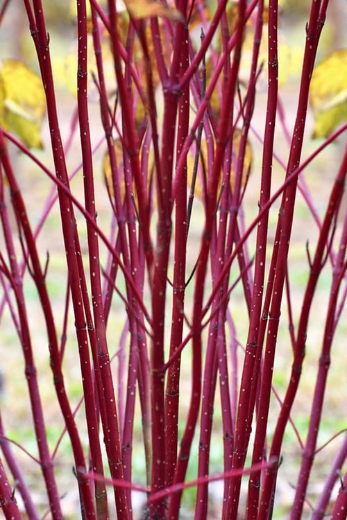 Arctic Fire Red Twig Dogwood - 12" Pot - Image 4
