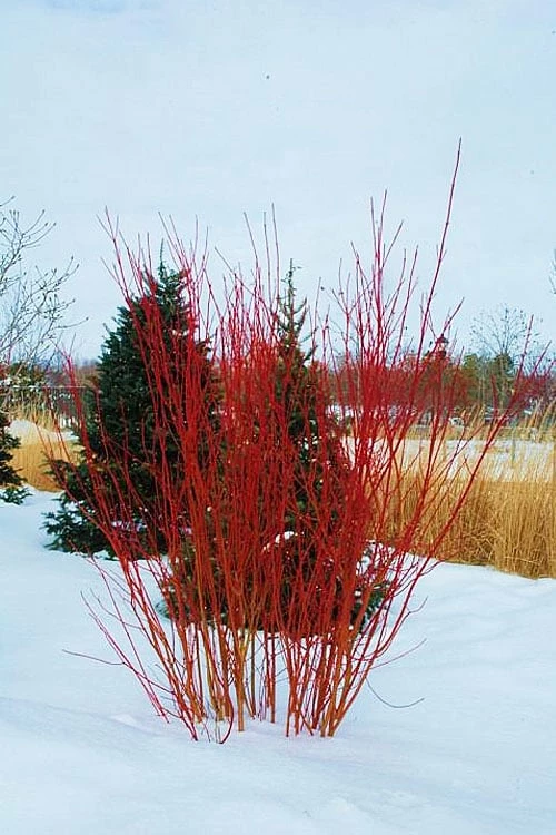 Red Osier Red Twig Dogwood (Cornus Sericea) - 3 Gallon Pot - Image 4