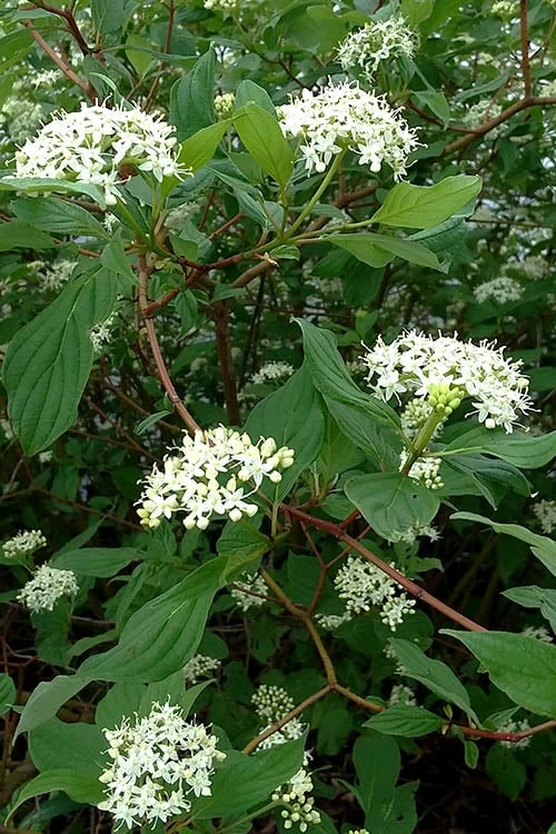 Red Osier Red Twig Dogwood (Cornus Sericea) - 3 Gallon Pot - Image 6