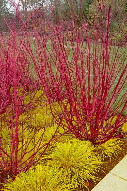 Red Osier Red Twig Dogwood (Cornus Sericea) - 3 Gallon Pot