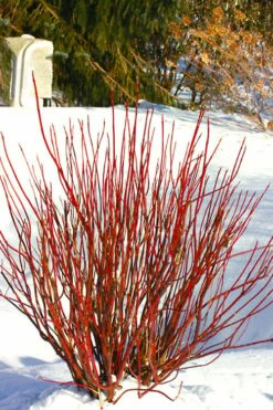Arctic Fire Red Twig Dogwood - 12" Pot