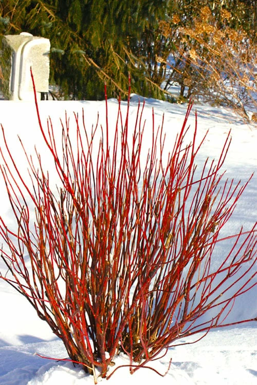 Arctic Fire Red Twig Dogwood - 12" Pot