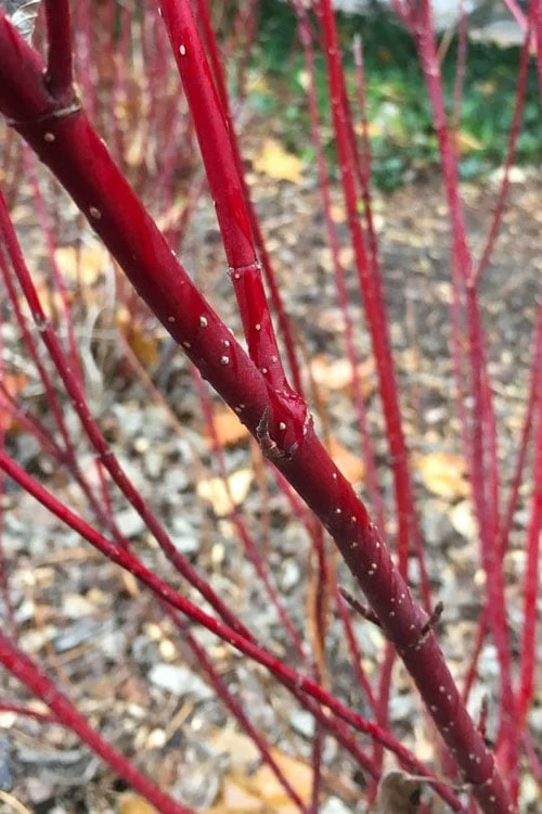 Arctic Fire Red Twig Dogwood - 12" Pot - Image 7