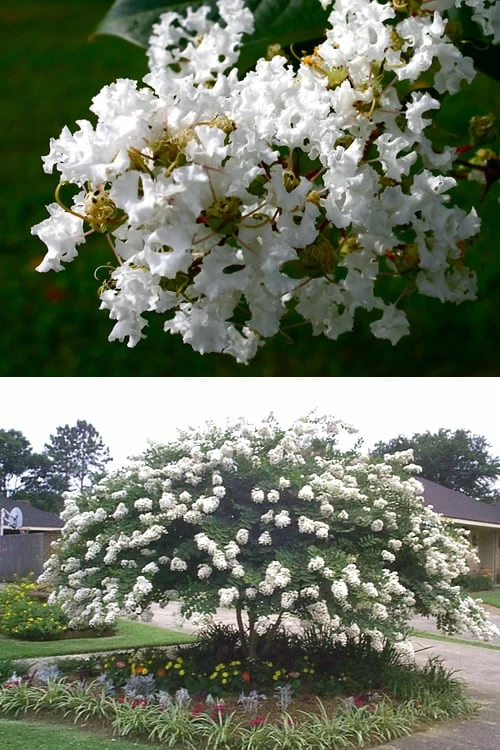 Acoma Weeping White Crape Myrtle - 1 Gallon Pot - Image 4