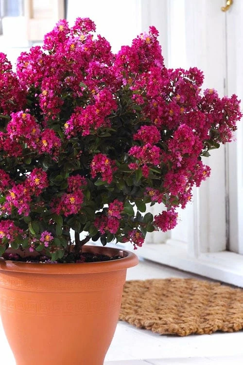 Berry Dazzle Dwarf Crape Myrtle - 2 Gallon Pot