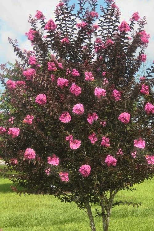 Delta Jazz Crape Myrtle - 2 Gallon Pot - Image 4