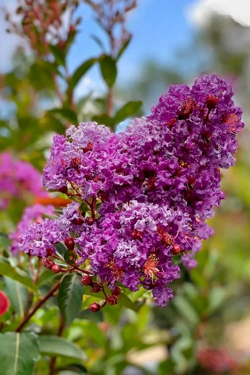 Miss Sandra Purple Crape Myrtle - 6 Pack Of 1 Gallon Pots - Image 4