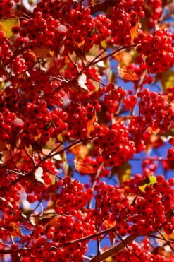 Washington Hawthorn (Crataegus Phaenopyrum) - 3 Gallon Pot