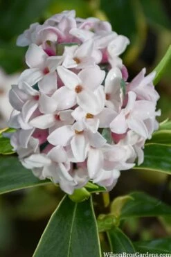 Splash Variegated Summer Daphne - 1 Gallon Pot