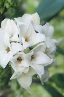 White Perfume Princess Winter Daphne - 2 Gallon Pot