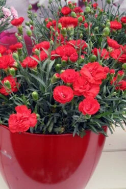 Early Bird Chili Dianthus (Carnations) 1 Gallon Pot