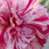 Pinball Wizard Dianthus - 6-Pack Of 1 Gallon Pots