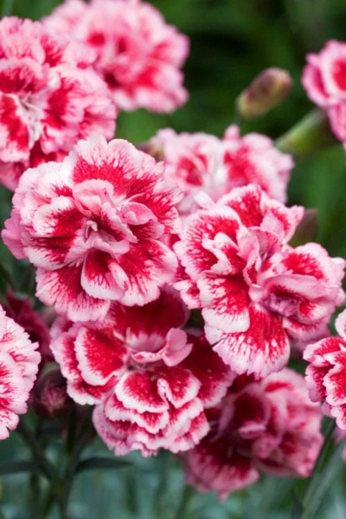 Scent First 'Sugar Plum' Dianthus (Carnation) - 5 Pack Of Quart Pots - Image 6